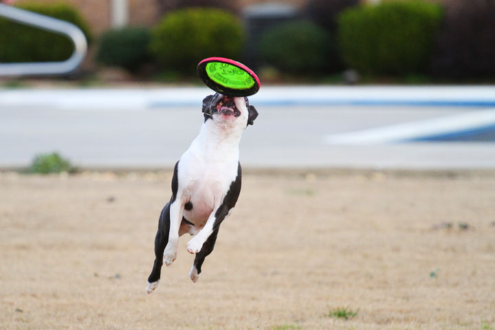 Boston Terrier Catches Frisbee Boston Terrier Catches Frisbee