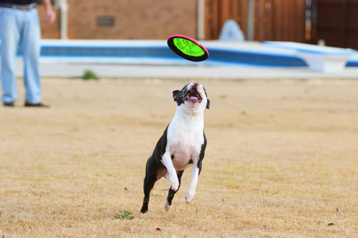 Boston Terrier Catches Frisbee Boston Terrier Catches Frisbee