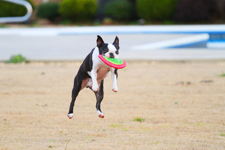 Boston Terrier Catches Frisbee Boston Terrier Catches Frisbee
