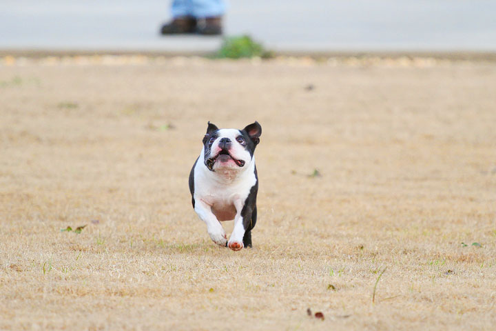 Boston Terrier Catches Frisbee Boston Terrier Catches Frisbee