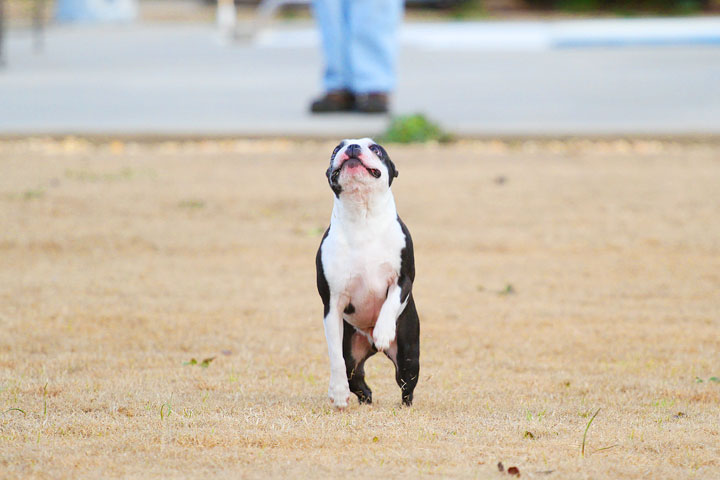 Boston Terrier Catches Frisbee Boston Terrier Catches Frisbee
