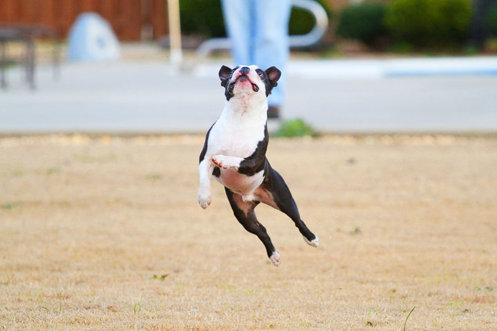 Boston Terrier Catches Frisbee Boston Terrier Catches Frisbee