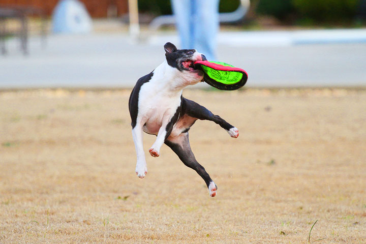 Boston Terrier Catches Frisbee Boston Terrier Catches Frisbee