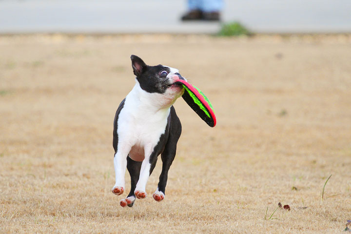 Boston Terrier Catches Frisbee Boston Terrier Catches Frisbee
