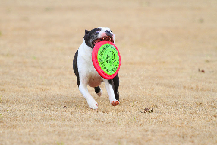 Boston Terrier Catches Frisbee Boston Terrier Catches Frisbee