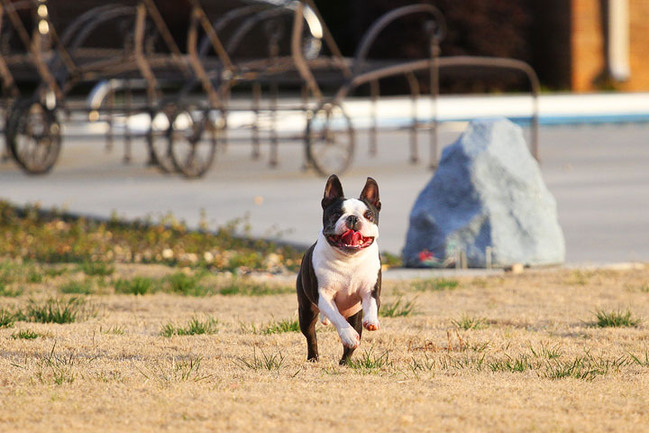 Boston Terrier Catches Frisbee Boston Terrier Catches Frisbee