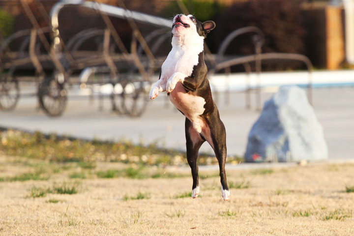 Boston Terrier Catches Frisbee Boston Terrier Catches Frisbee