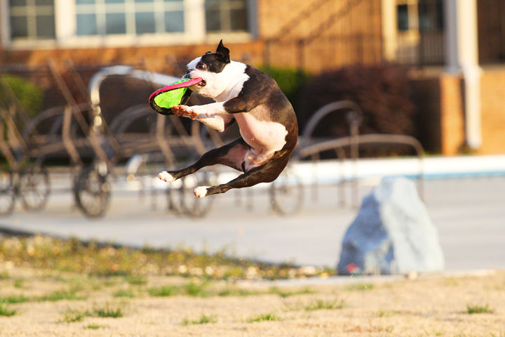 Boston Terrier Catches Frisbee Boston Terrier Catches Frisbee