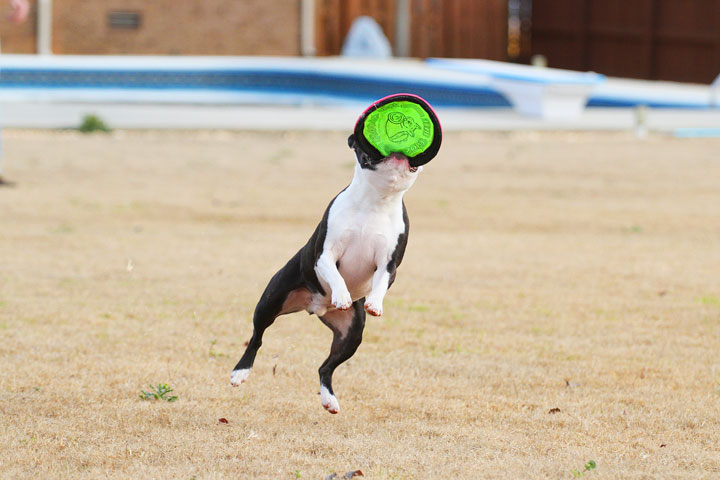Boston Terrier Catches Frisbee Boston Terrier Catches Frisbee