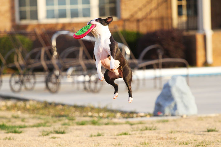 Boston Terrier Catches Frisbee Boston Terrier Catches Frisbee