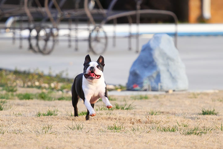 Boston Terrier Catches Frisbee Boston Terrier Catches Frisbee