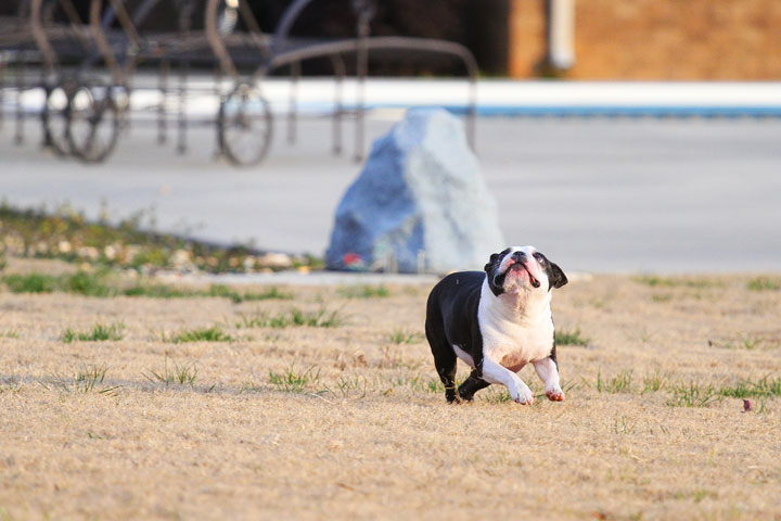 Boston Terrier Catches Frisbee Boston Terrier Catches Frisbee