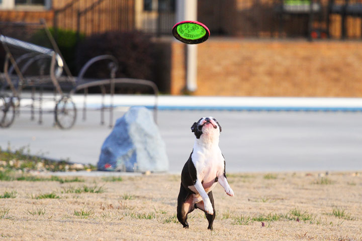 Boston Terrier Catches Frisbee Boston Terrier Catches Frisbee