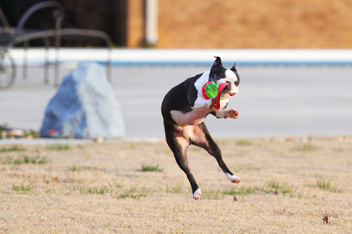 Boston Terrier Catches Frisbee Boston Terrier Catches Frisbee