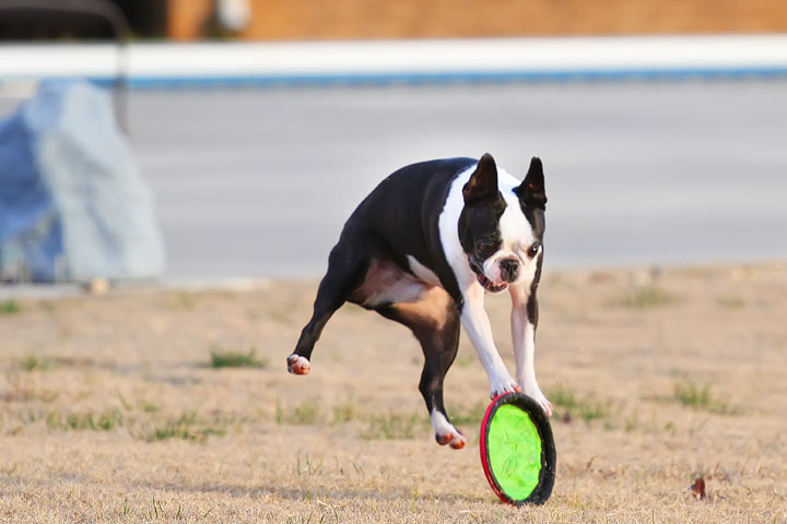 Boston Terrier Catches Frisbee Boston Terrier Catches Frisbee