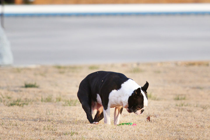 Boston Terrier Catches Frisbee Boston Terrier Catches Frisbee