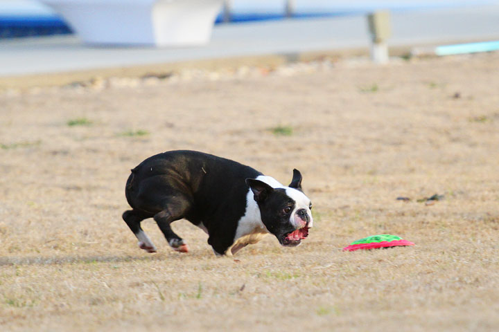 Boston Terrier Catches Frisbee Boston Terrier Catches Frisbee