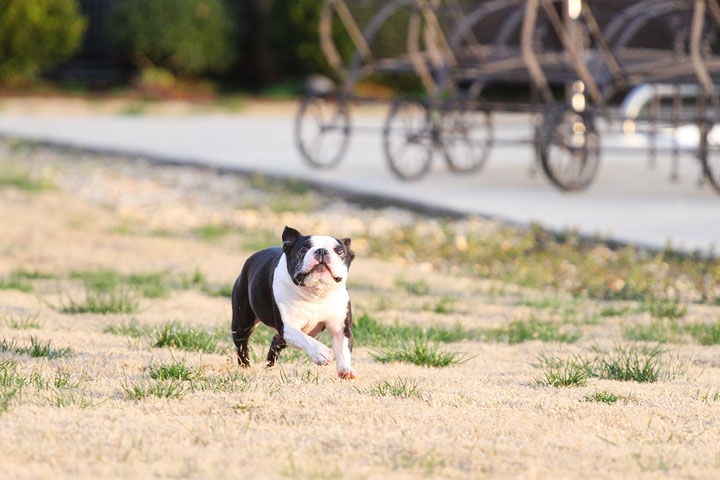 Boston Terrier Catches Frisbee Boston Terrier Catches Frisbee