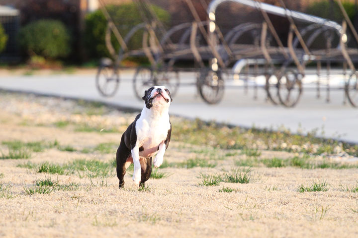 Boston Terrier Catches Frisbee Boston Terrier Catches Frisbee