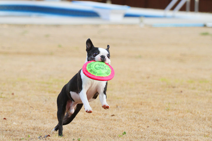 Boston Terrier Catches Frisbee Boston Terrier Catches Frisbee