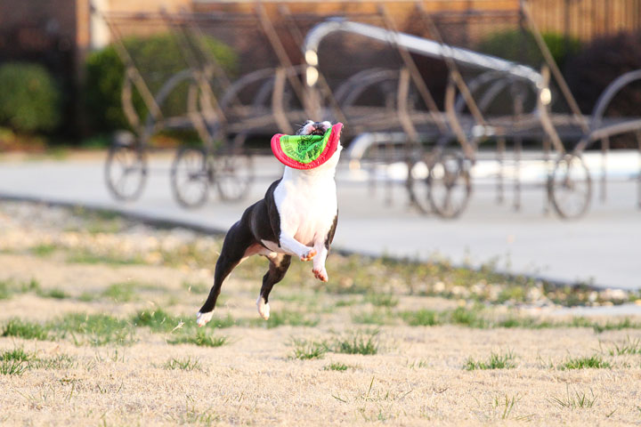Boston Terrier Catches Frisbee Boston Terrier Catches Frisbee