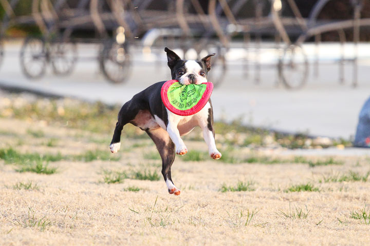 Boston Terrier Catches Frisbee Boston Terrier Catches Frisbee