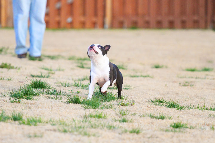 Boston Terrier Catches Frisbee Boston Terrier Catches Frisbee