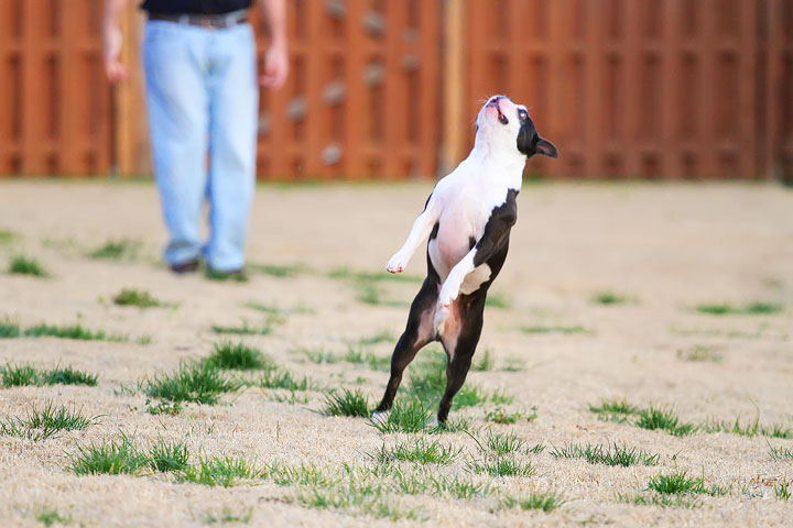 Boston Terrier Catches Frisbee Boston Terrier Catches Frisbee