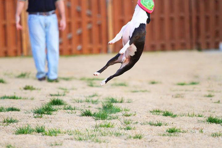 Boston Terrier Catches Frisbee Boston Terrier Catches Frisbee