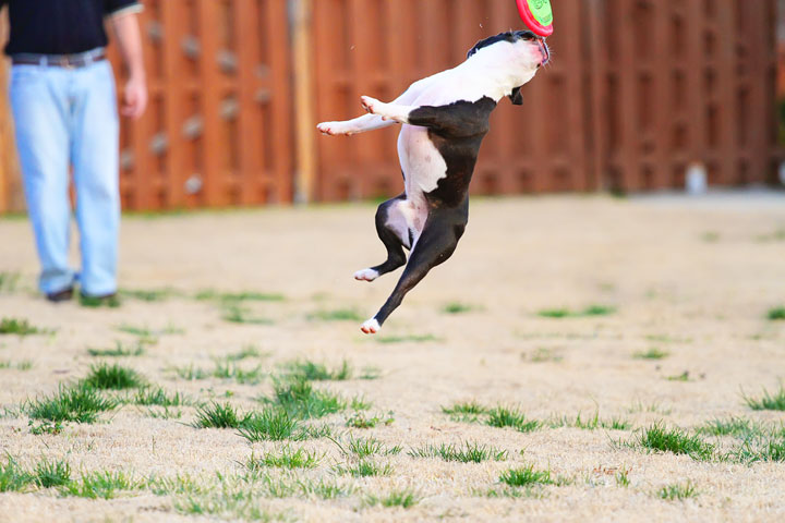 Boston Terrier Catches Frisbee Boston Terrier Catches Frisbee