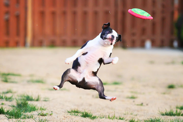 Boston Terrier Catches Frisbee Boston Terrier Catches Frisbee