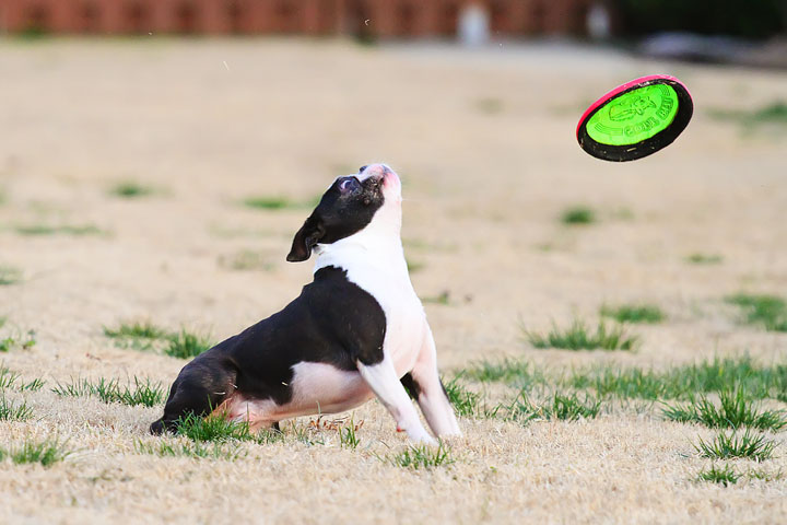 Boston Terrier Catches Frisbee Boston Terrier Catches Frisbee