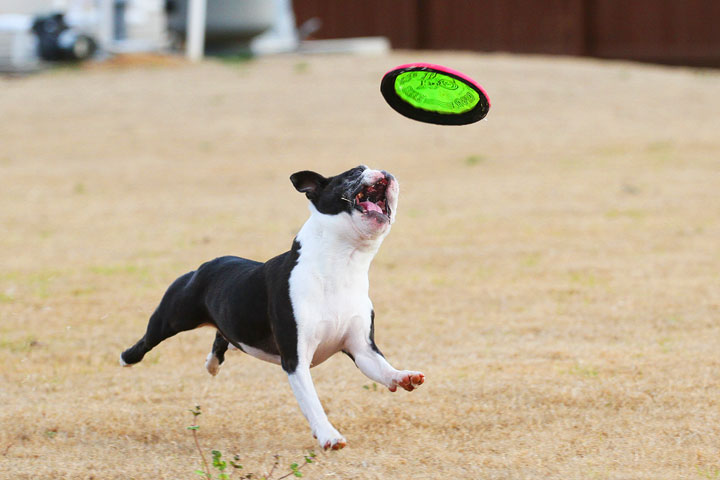 Boston Terrier Catches Frisbee Boston Terrier Catches Frisbee