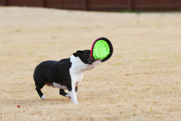Boston Terrier Catches Frisbee Boston Terrier Catches Frisbee