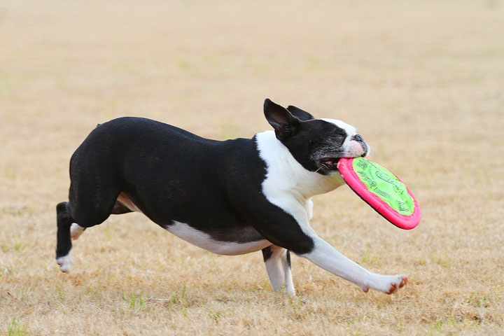 Boston Terrier Catches Frisbee Boston Terrier Catches Frisbee