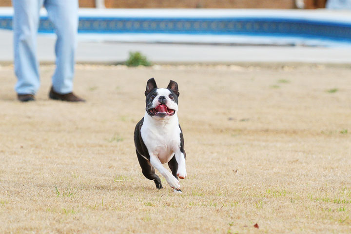 Boston Terrier Catches Frisbee Boston Terrier Catches Frisbee
