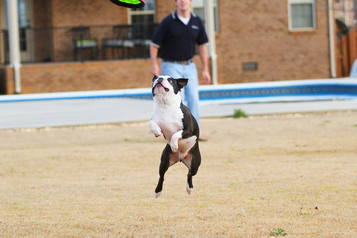 Boston Terrier Catches Frisbee Boston Terrier Catches Frisbee