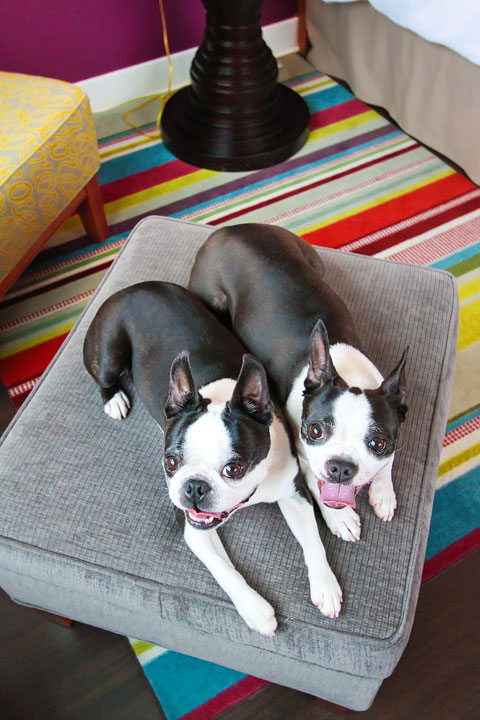 Miley and Howie, Boston Terrier puppies, live it up at the Hotel Indigo in Downtown Asheville. This is where the Hunger Games trio of stars stayed when they filmed here! Hotel Indigo in Downtown Asheville