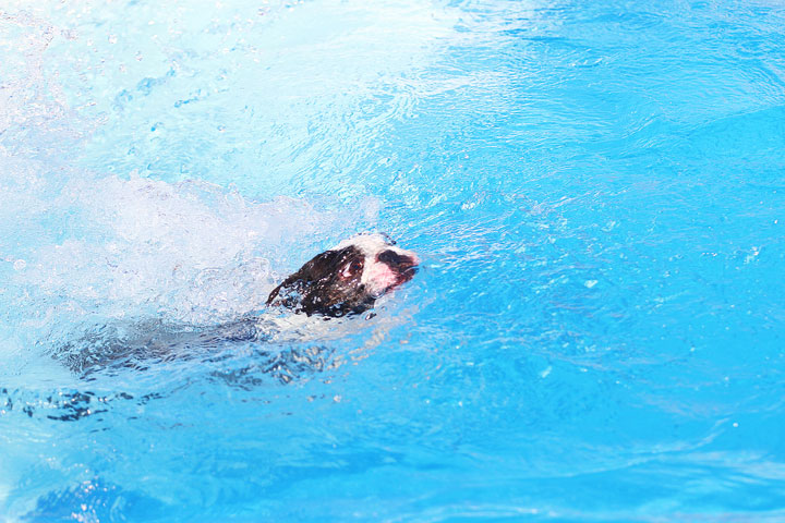 Boston Terriers Swimming Boston Terriers Swimming