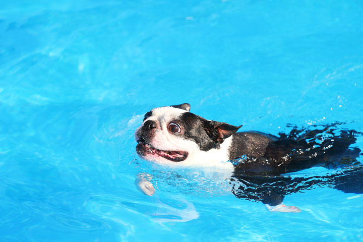 Boston Terriers Swimming Boston Terriers Swimming