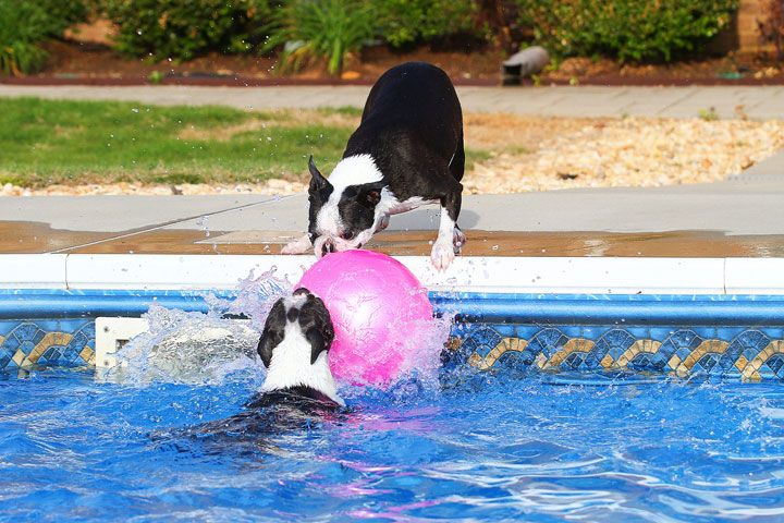 Boston Terriers Swimming Boston Terriers Swimming
