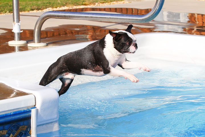Boston Terriers Swimming Boston Terriers Swimming