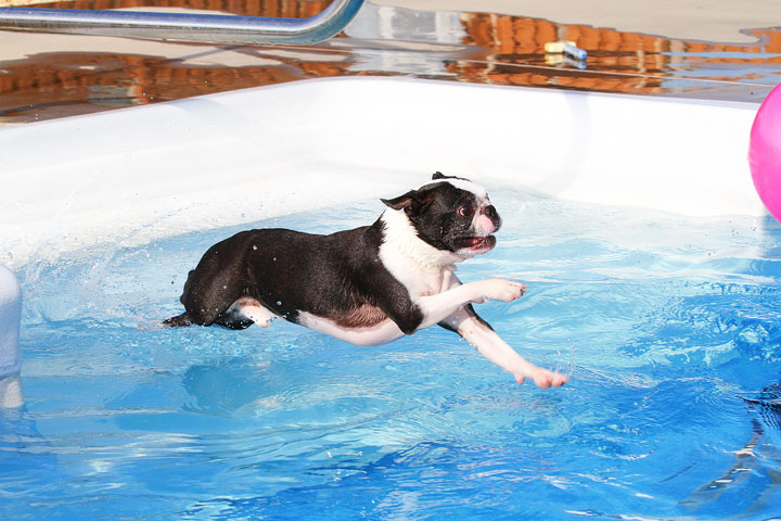 Boston Terriers Swimming Boston Terriers Swimming