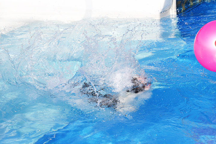 Boston Terriers Swimming Boston Terriers Swimming