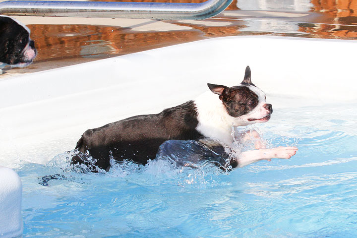 Boston Terriers Swimming Boston Terriers Swimming