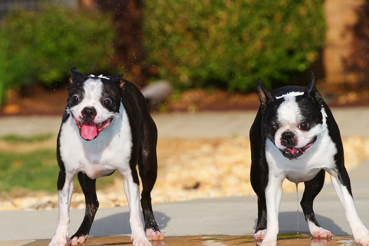 Boston Terriers Swimming Boston Terriers Swimming
