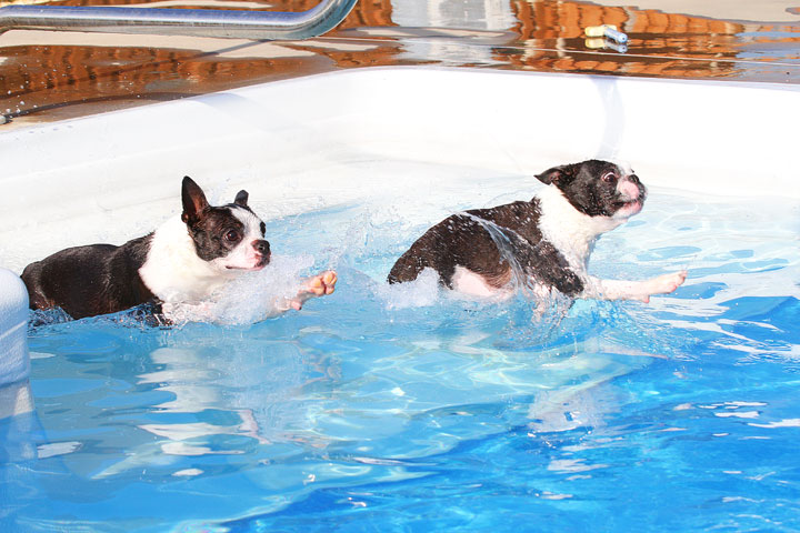 Boston Terriers Swimming Boston Terriers Swimming