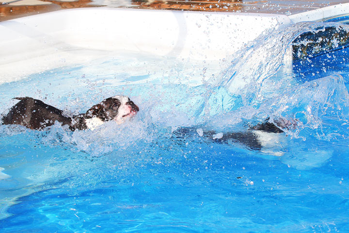 Boston Terriers Swimming Boston Terriers Swimming
