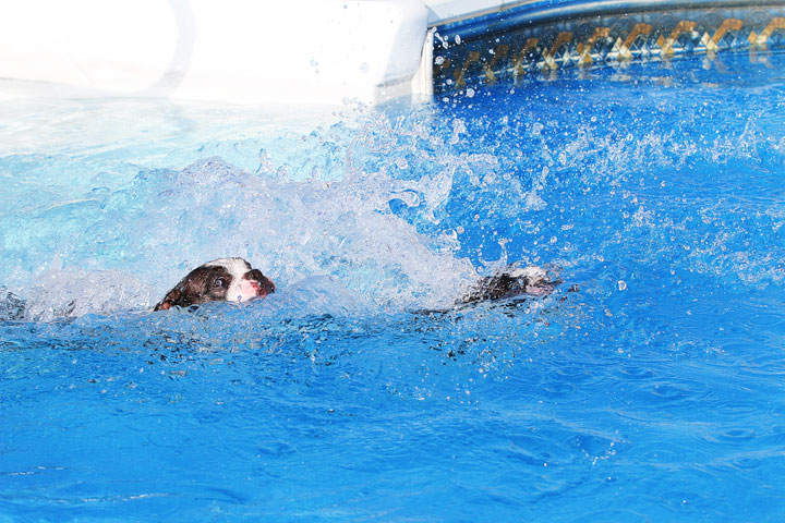 Boston Terriers Swimming Boston Terriers Swimming