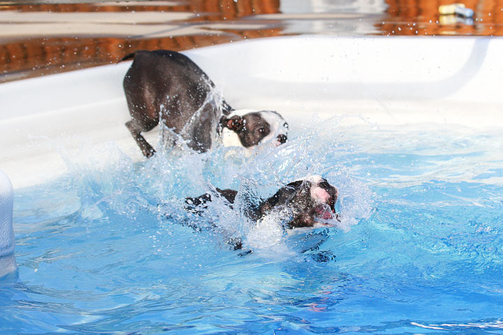 Boston Terriers Swimming Boston Terriers Swimming